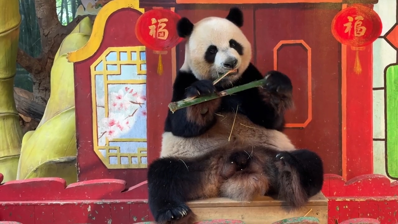 国宝大熊猫三胞胎老二帅帅吃完竹子马上睡觉，好会享受