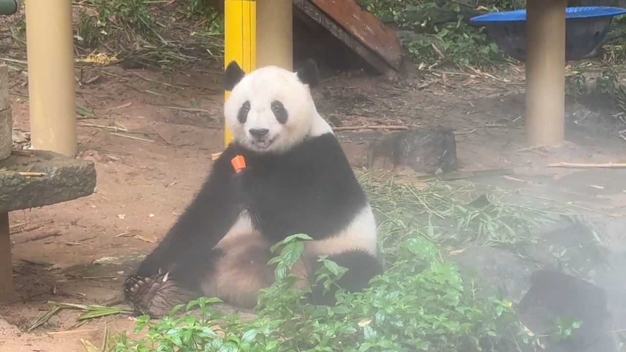国宝大熊猫隆隆吃胡萝卜好开心好可爱