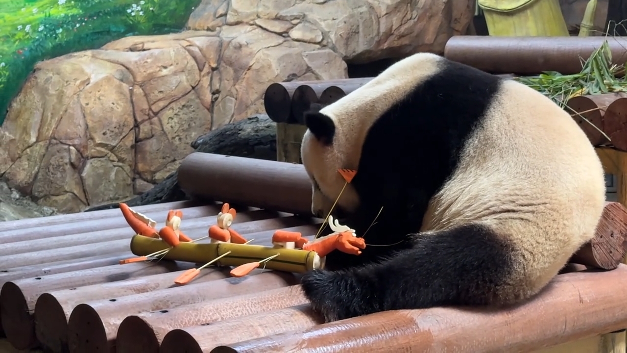 大熊猫三胞胎老二帅帅吃龙舟下午茶，好快乐