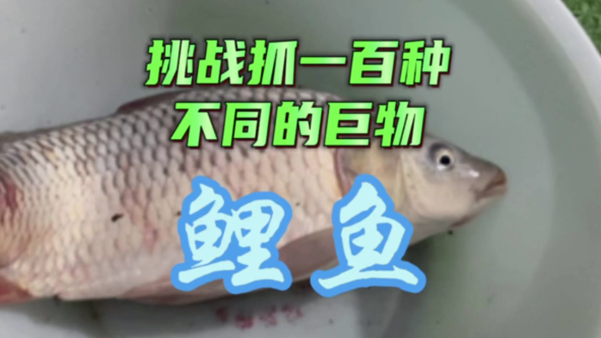 鲤鱼