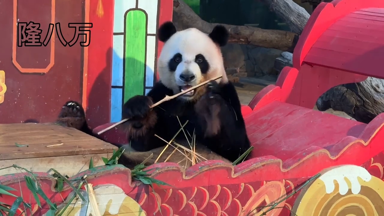 有人说话太大声，大熊猫帅帅转过身吃竹子
