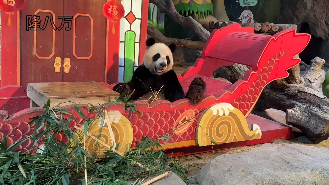 大熊猫三胞胎老二帅帅抬着脚吃竹子真是可爱