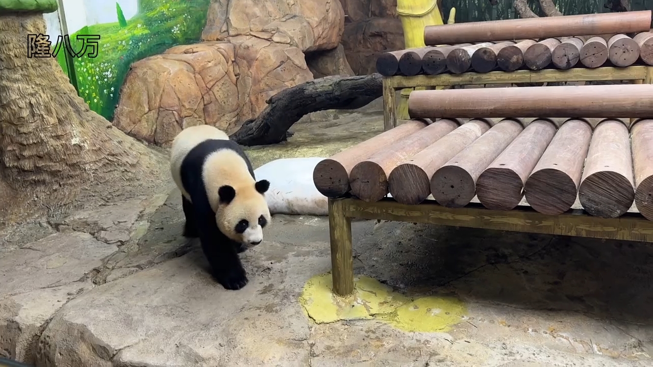 大熊猫帅帅来回走动等着加餐，结果走累了