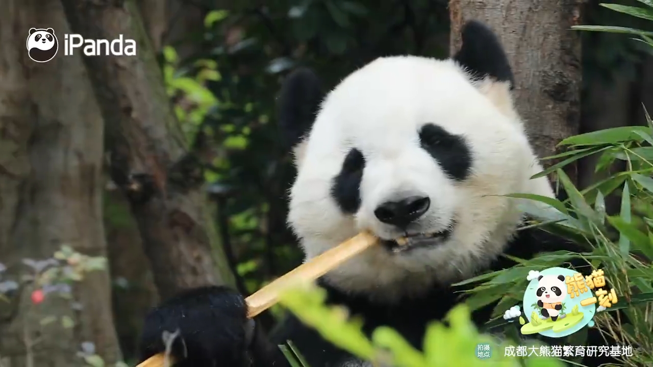 熊猫只吃竹子吗？！