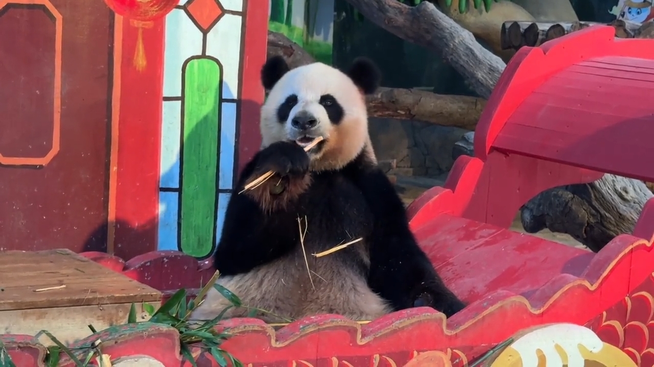 国宝大熊猫帅帅发现只有竹子可以吃了