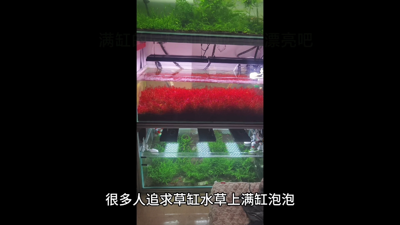 关于水草冒泡的那些事