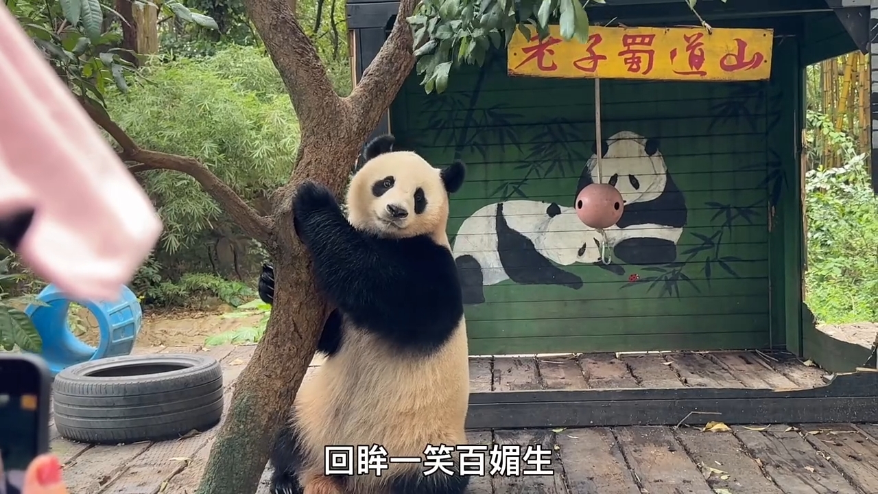 国宝大熊猫国庆卖萌摆动作给游客拍摄