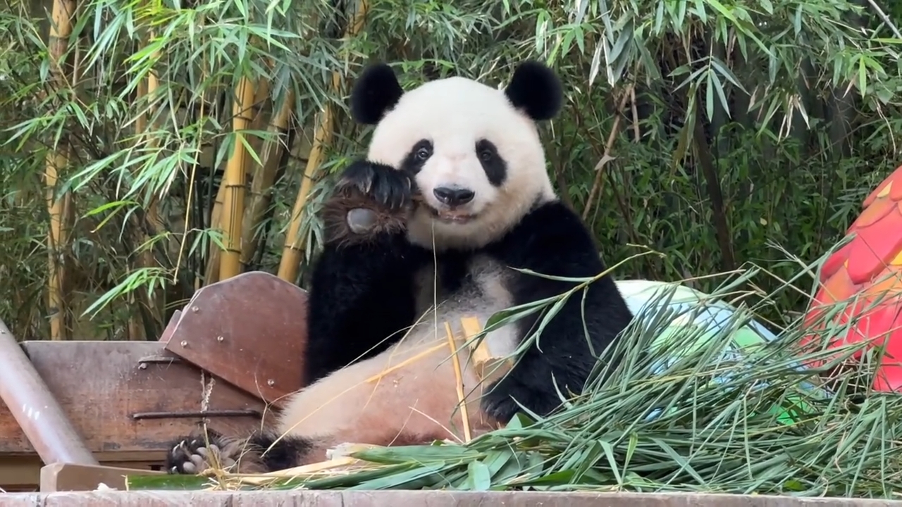 国宝大熊猫隆隆公主笑着吃竹子好优雅好可爱