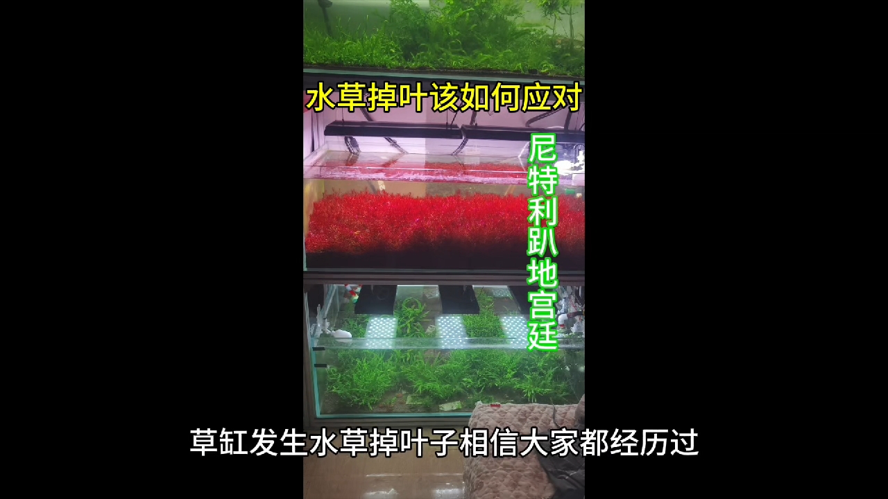 水草掉叶子该如何应对