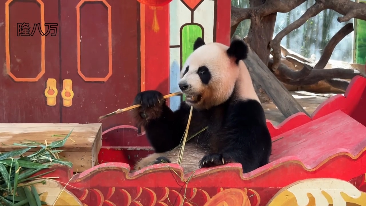国宝大熊猫三胞胎老二帅帅吃竹子真帅