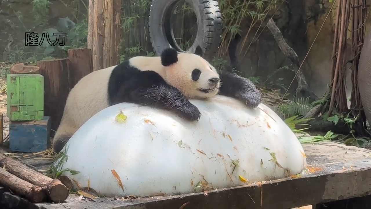 国宝大熊猫国庆趴冰块上竹子，醒来吃竹子