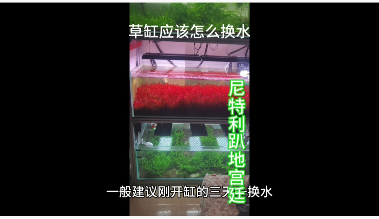 草缸该几天一换水