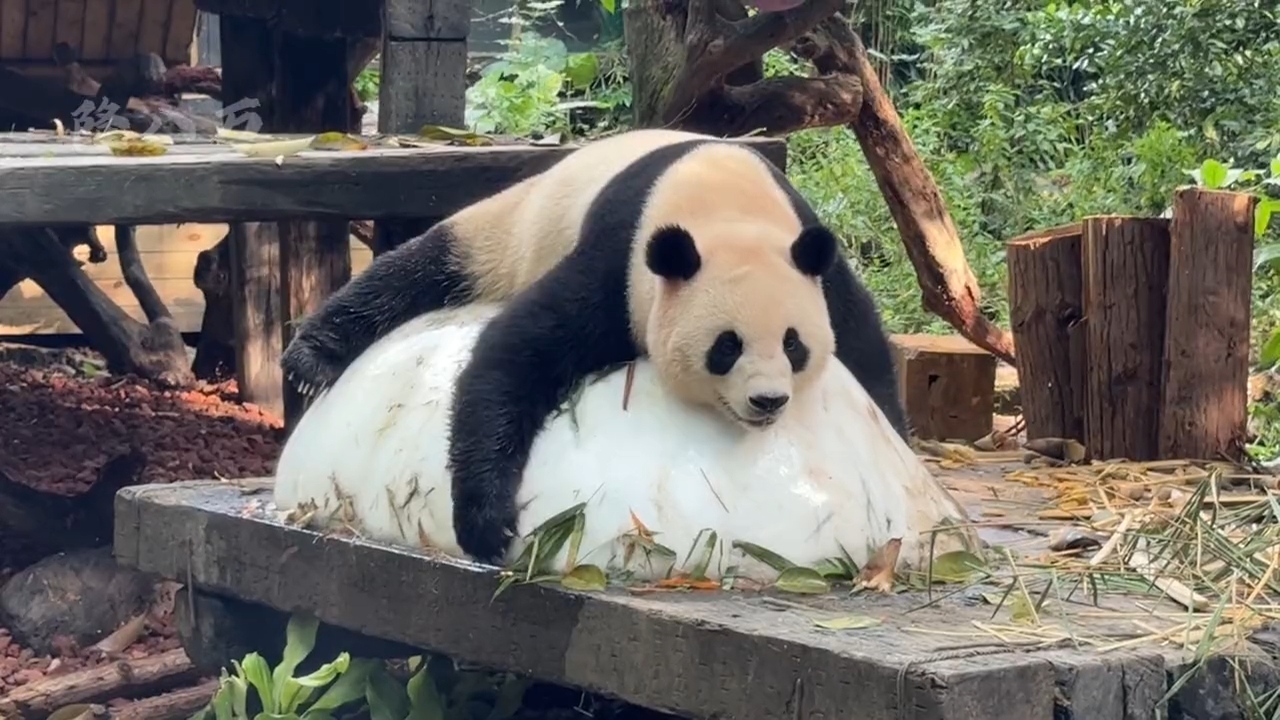大熊猫国庆悠闲的一天