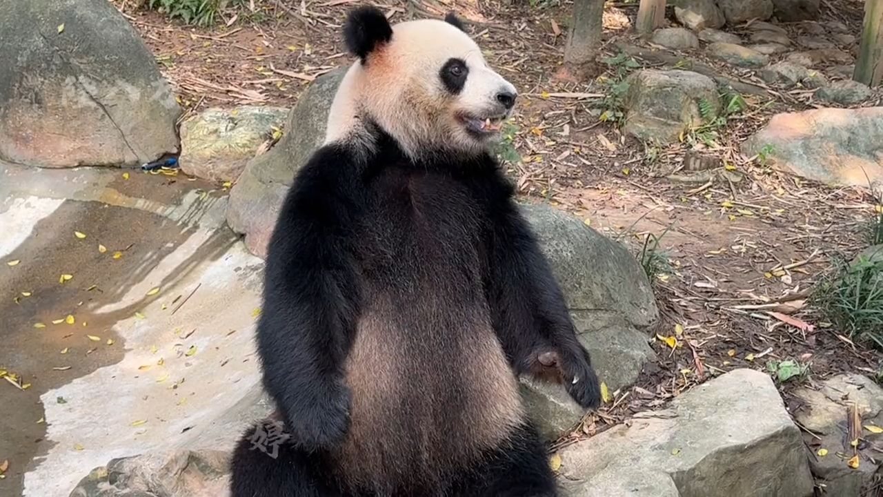 大熊猫婷仔卖萌太像人了