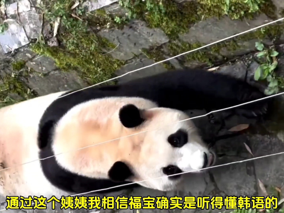 福宝到处寻找爷爷