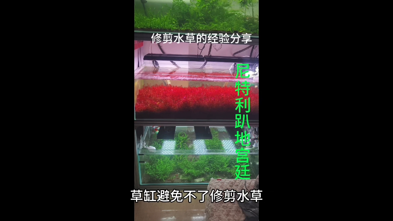 修剪水草的经验分享