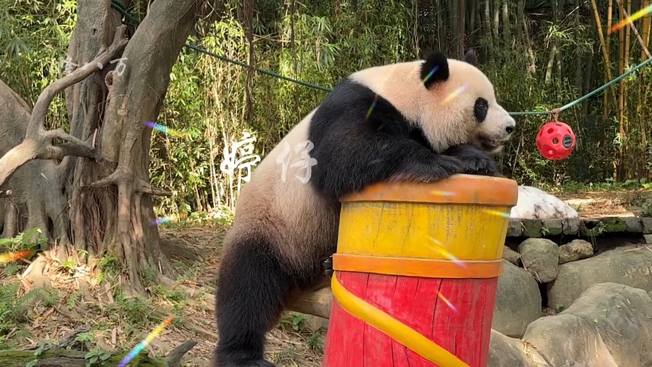 国宝大熊猫婷仔卖萌，好可爱