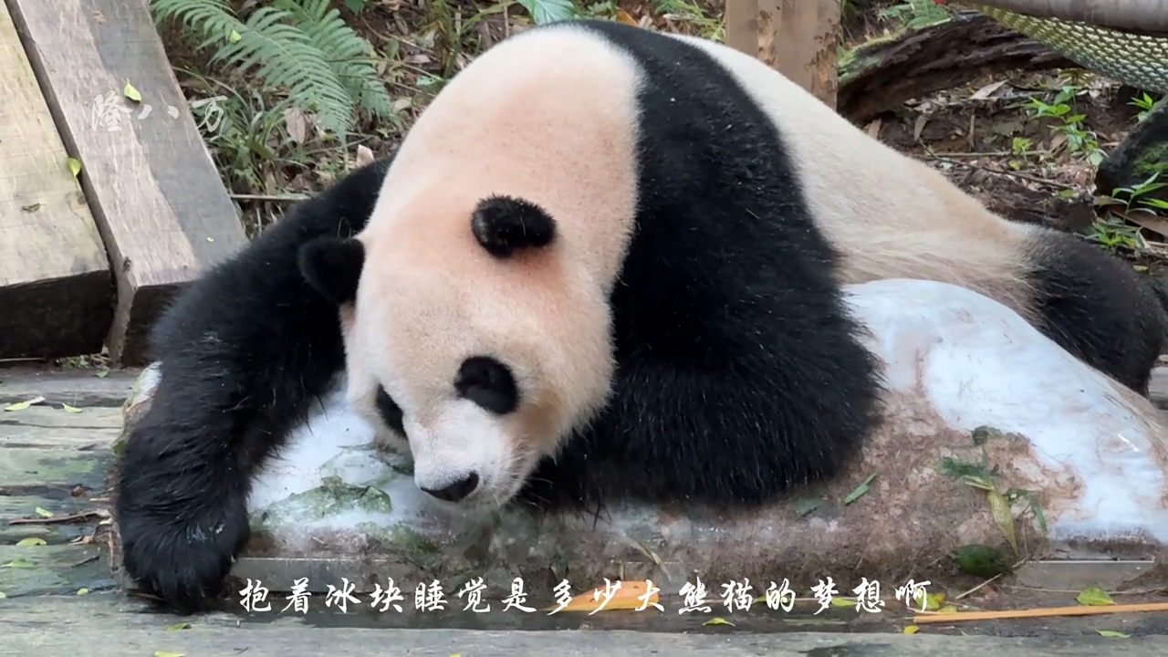 国宝大熊猫双胞胎爱爱在午睡，好惬意