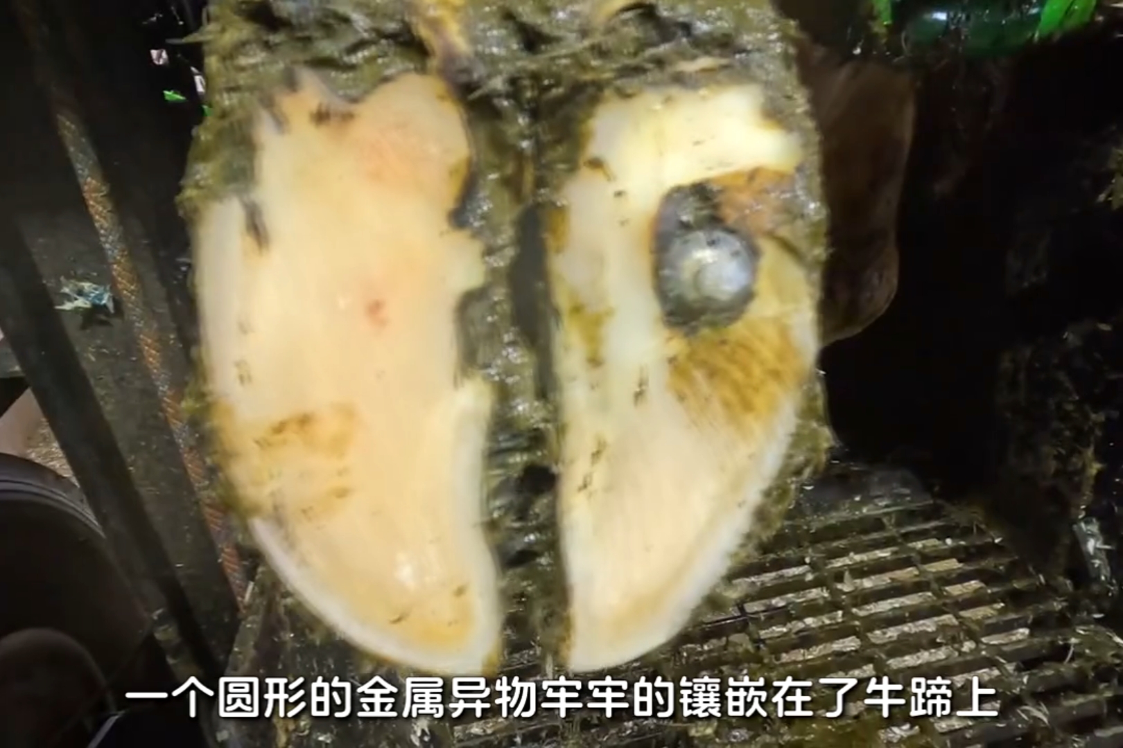 牛蹄里扎入钢钉，硕大的钉帽说明事情不简单！ #修牛蹄 