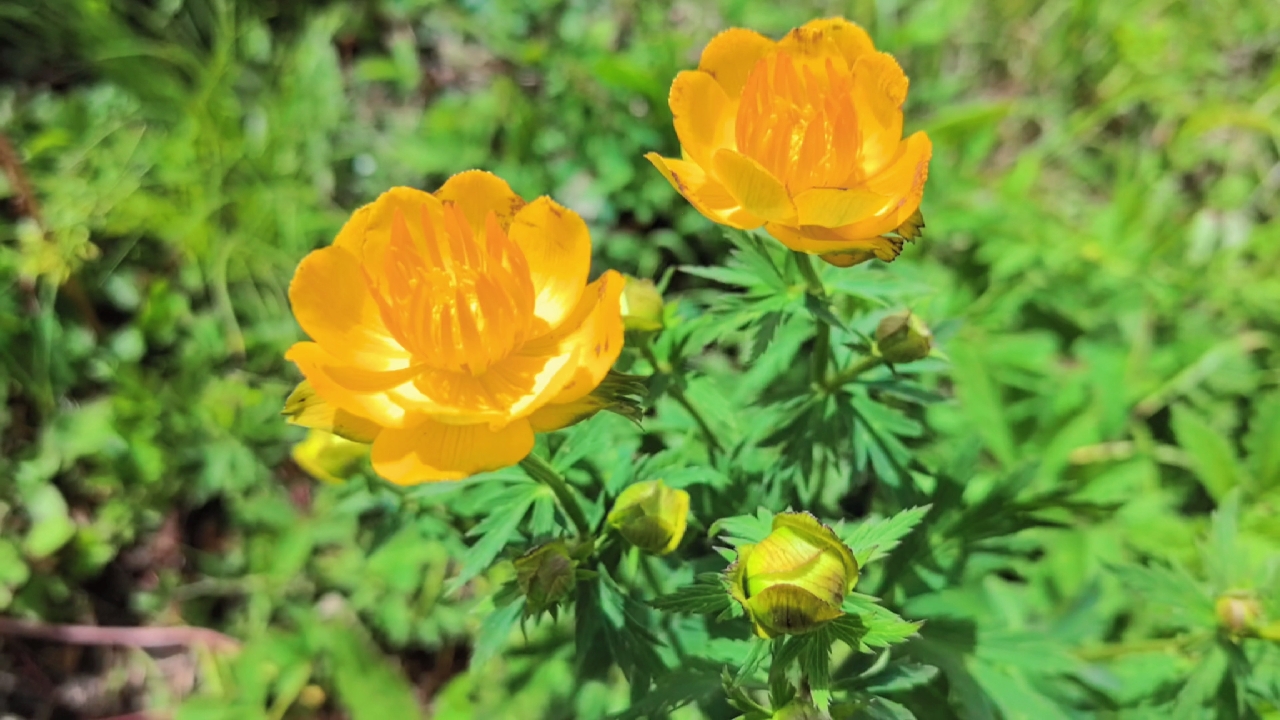 带网友体验采山茶