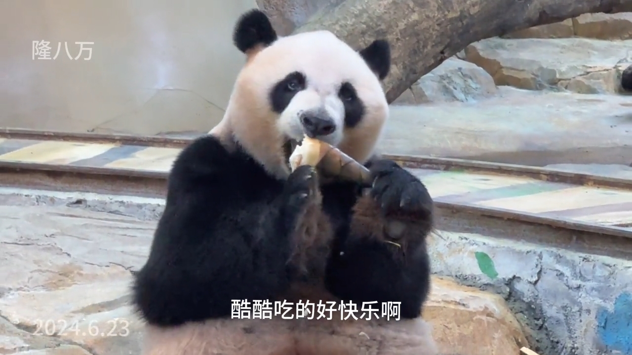 国宝大熊猫三胞胎老三酷酷吃竹笋好可爱