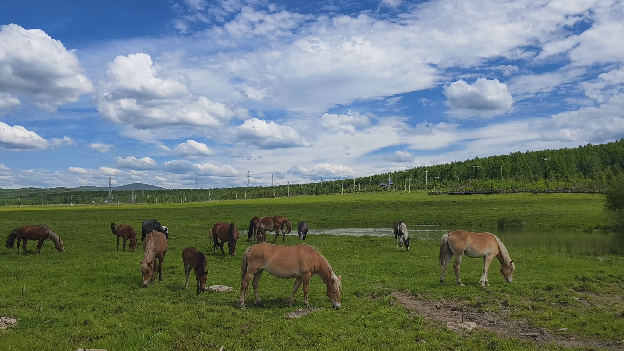 你的草原~你的马