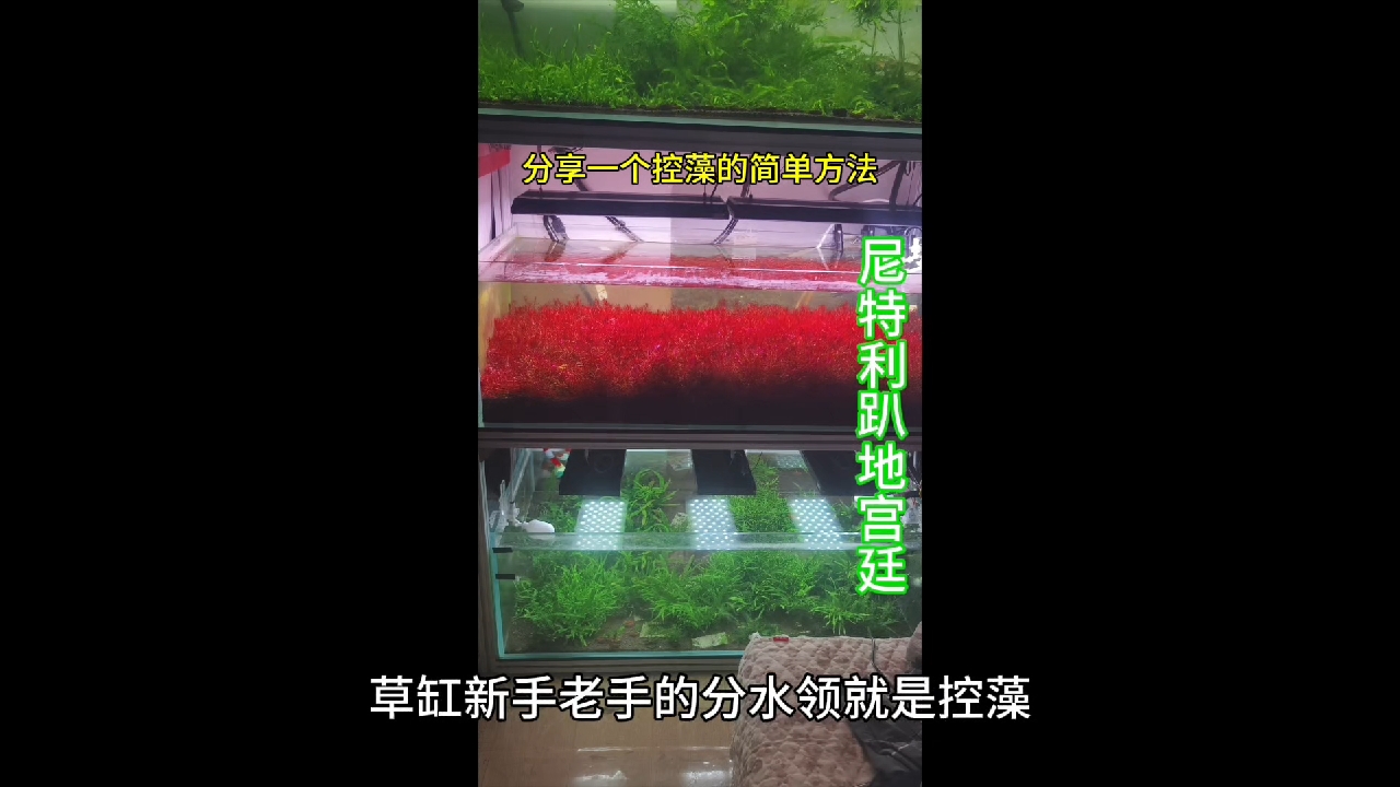 分享一个草缸控藻的简单方法