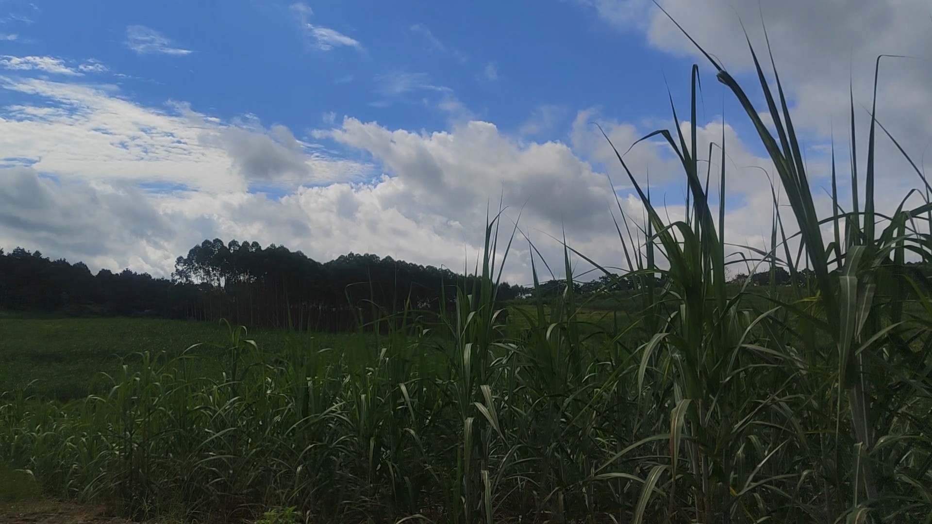 蓝蓝的天空，绿油油一片，微风掠过凉爽。