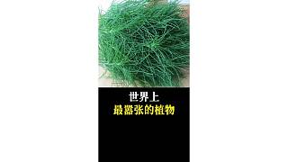 世界上最囂張的植物
