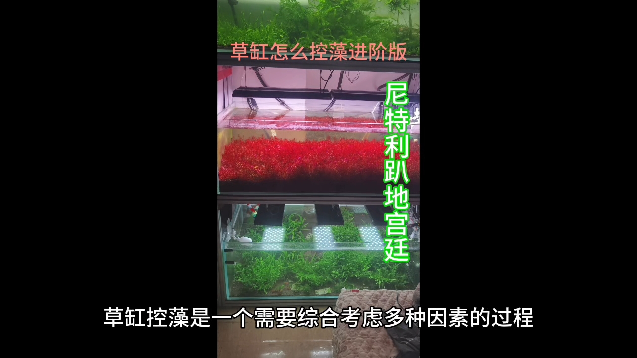 草缸怎么控藻进阶版