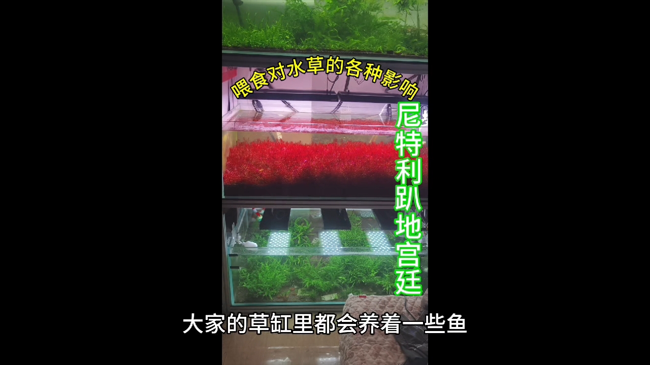 喂食对水草的各种影响