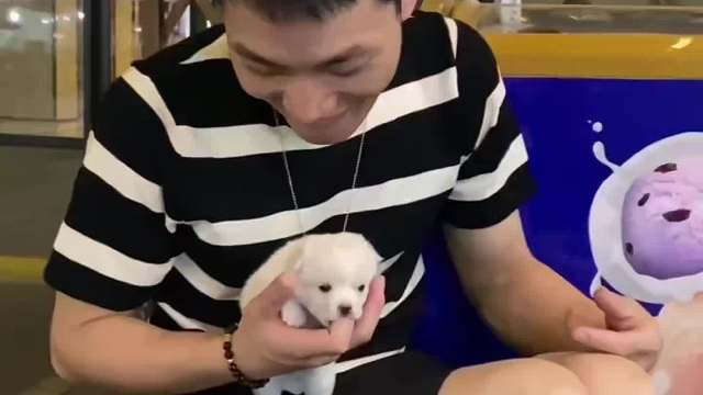 每一個溫暖的故事都有一個動人的開篇，小哥哥和小狗的故事也不例外