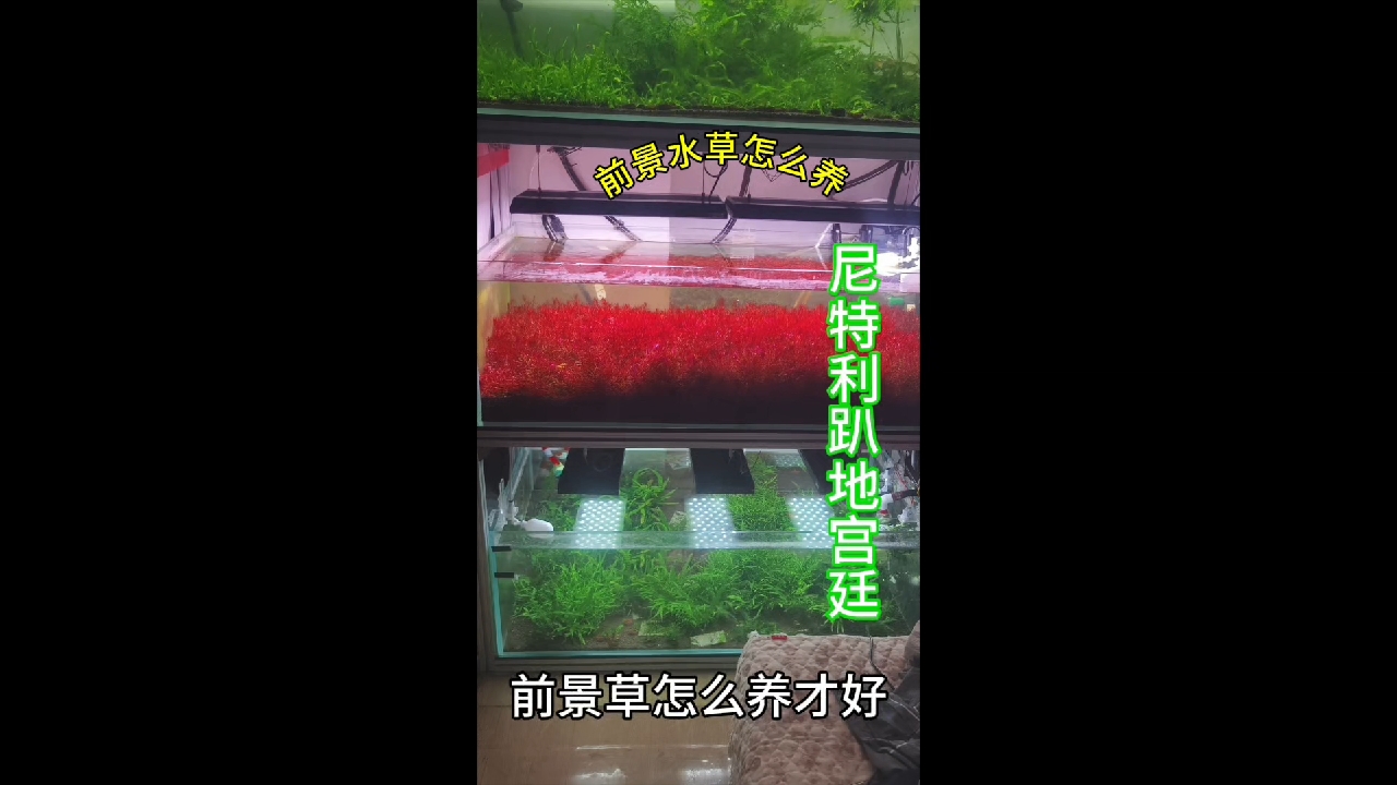 前景水草怎么养