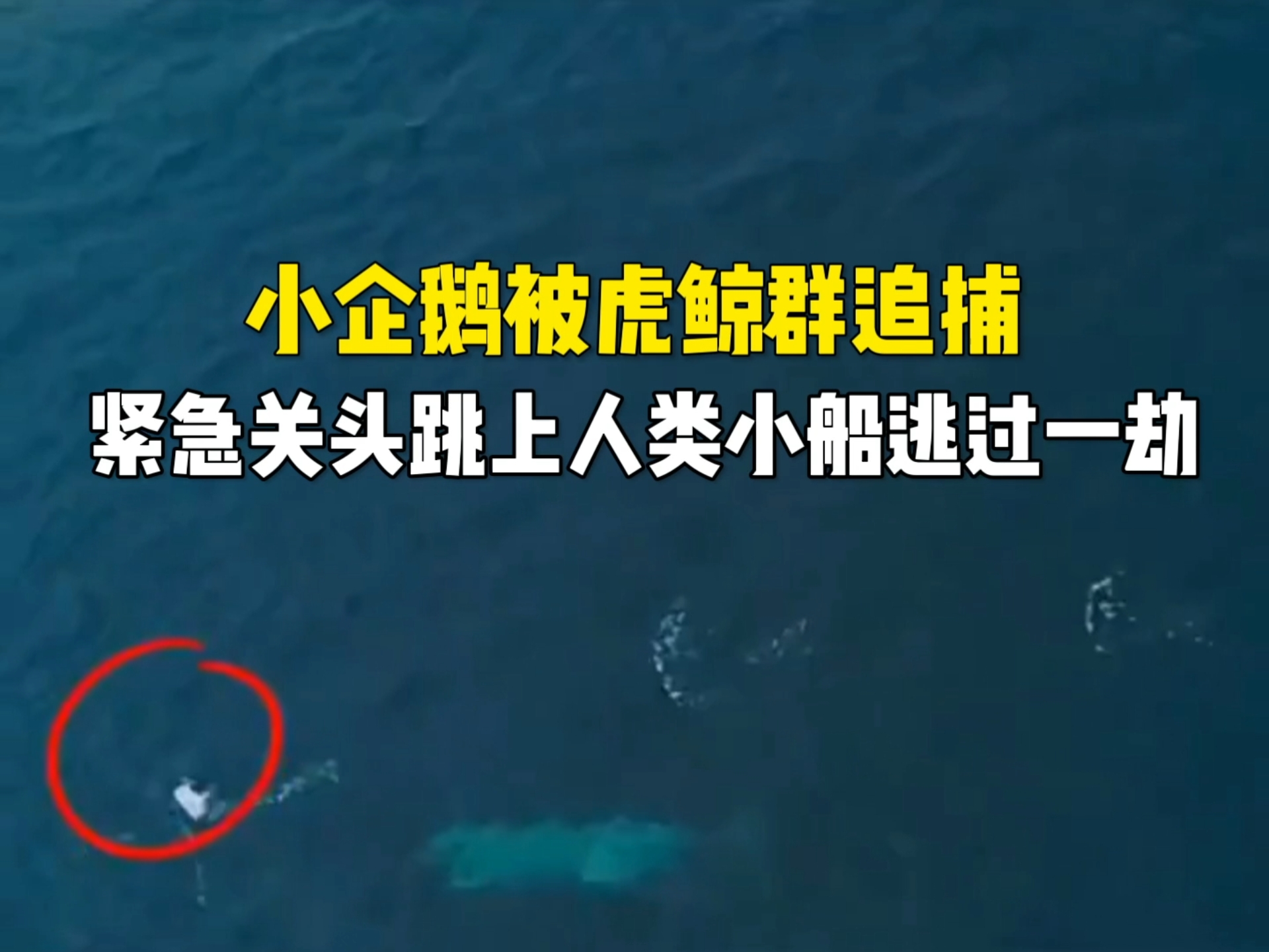 小企鹅被虎鲸追赶的精彩瞬间