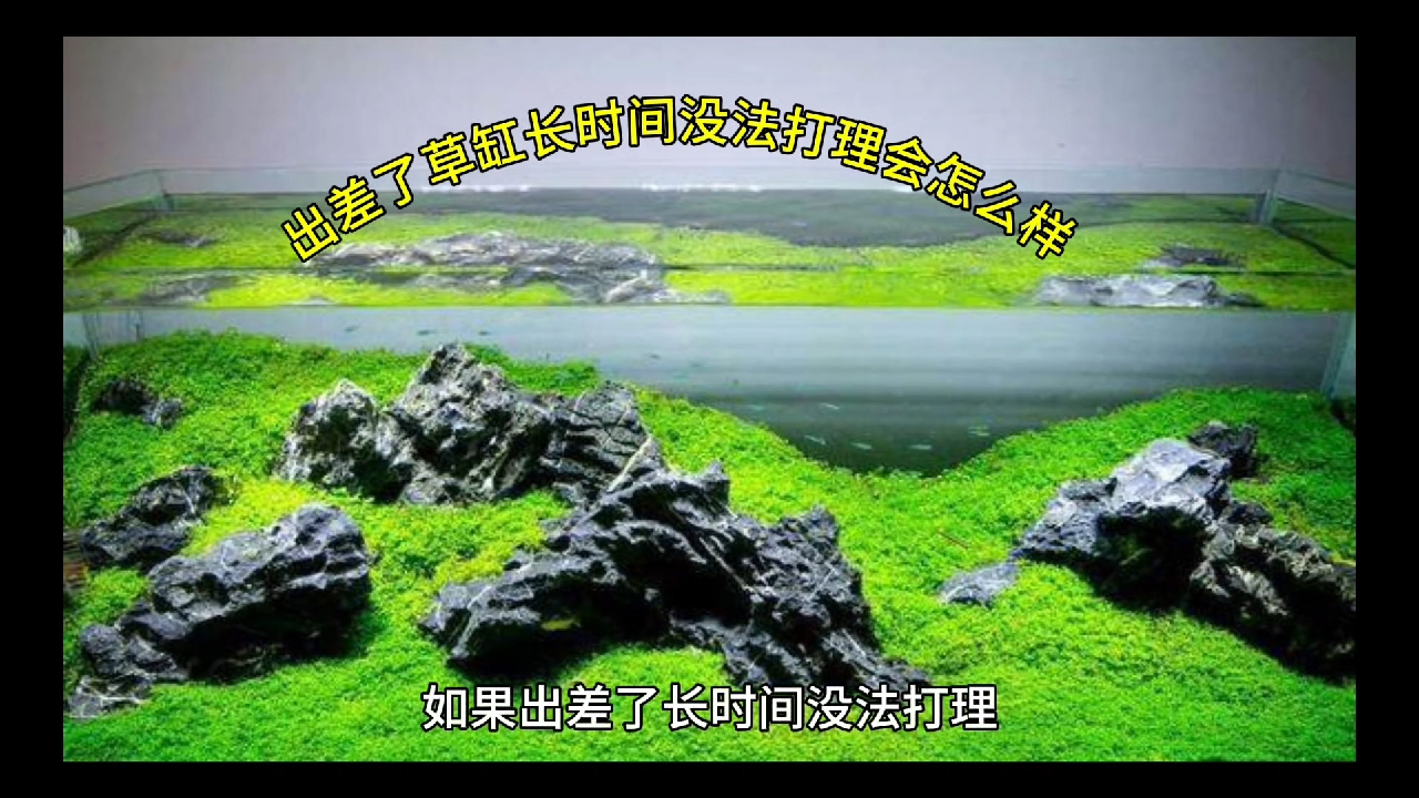 出差了草缸没法打理会怎么样