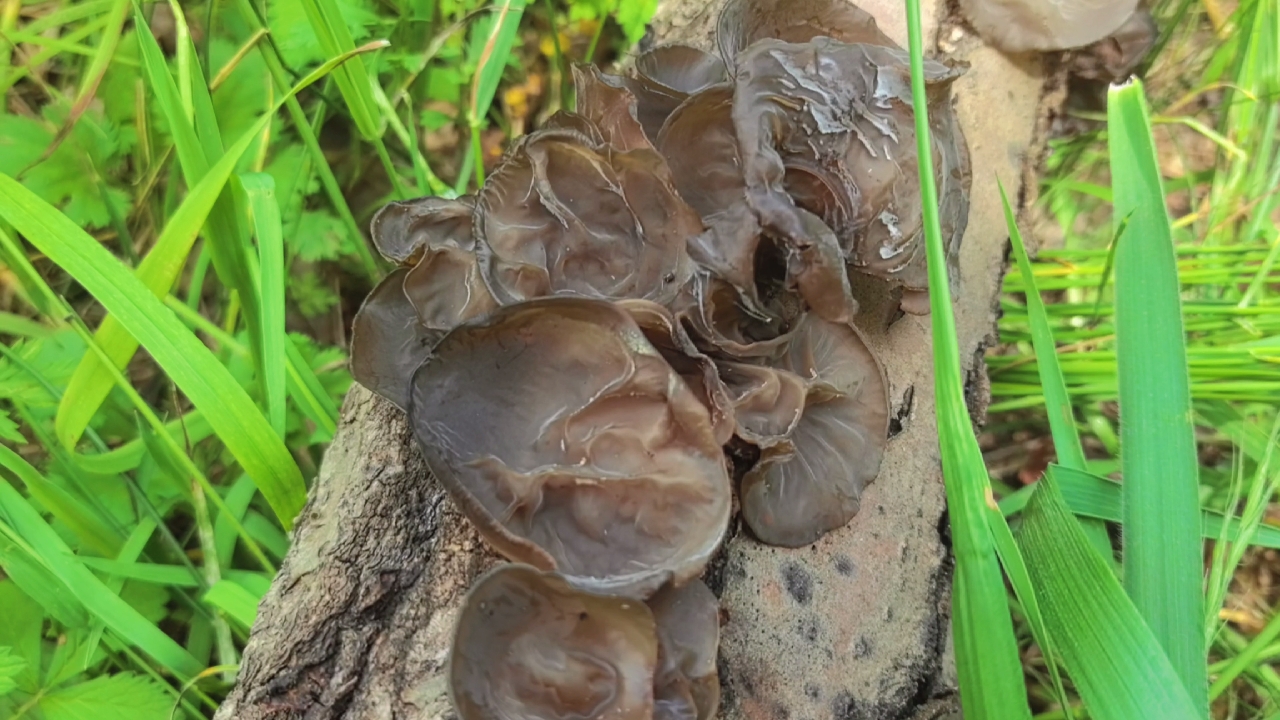 野生木耳你们吃过吗