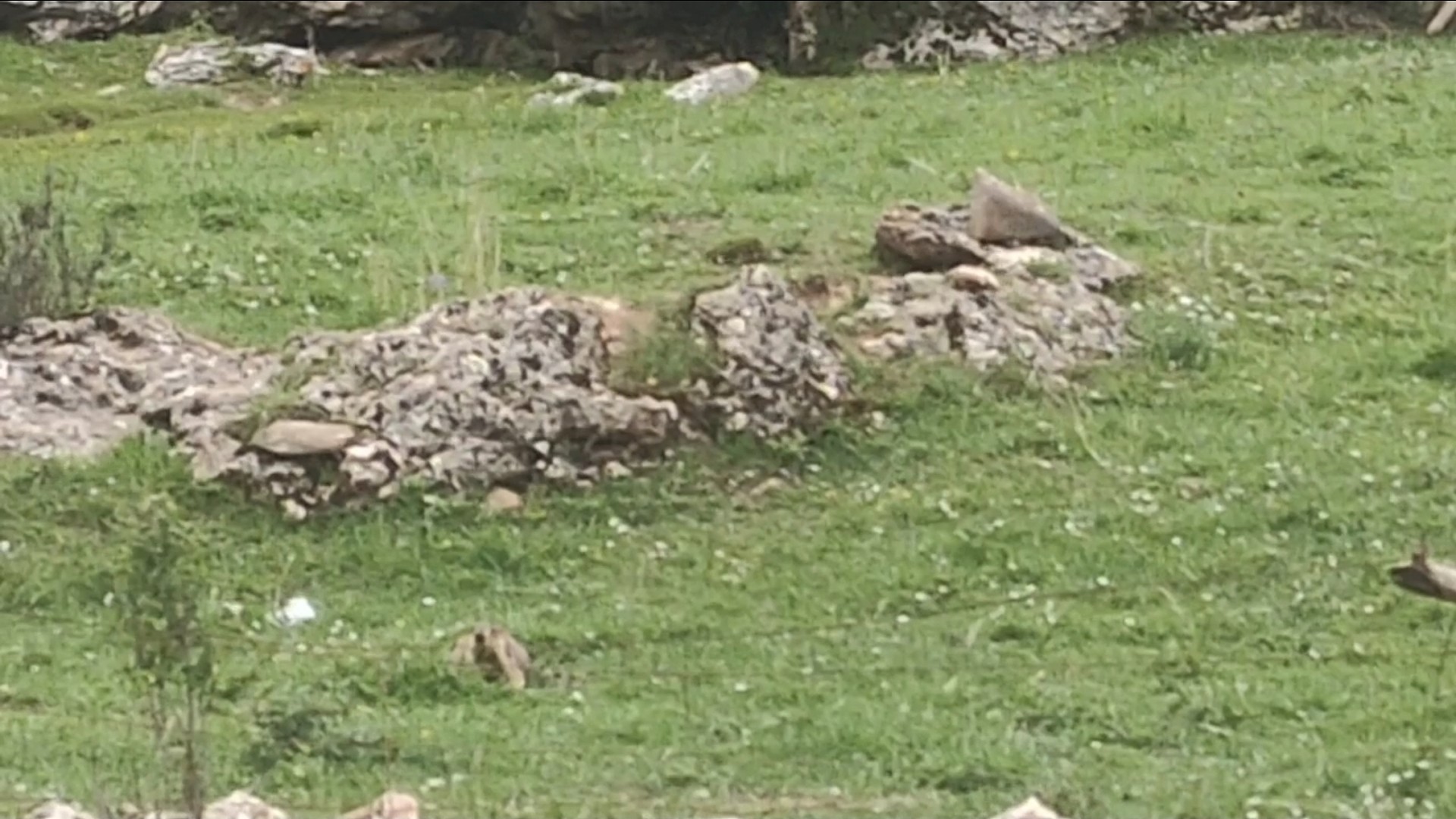 路遇萌宝（原音）