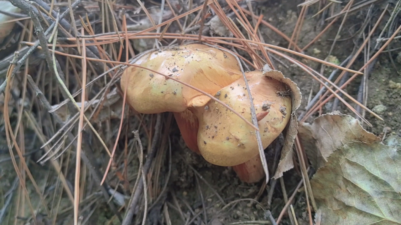 各个山上看看蘑菇情况