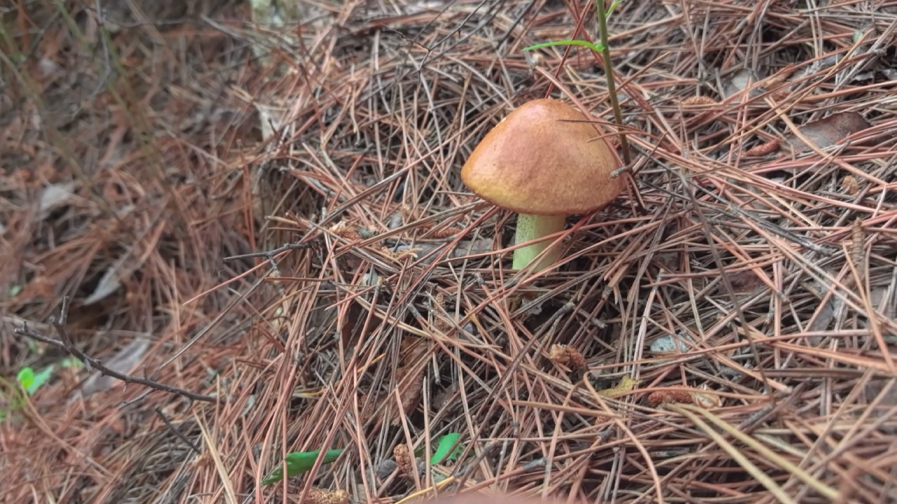 捡蘑菇让我感觉快乐