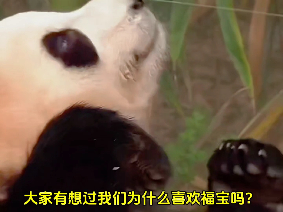 “我们为什么喜欢福宝？是因为颜值吗？流量吗？我想都不是。