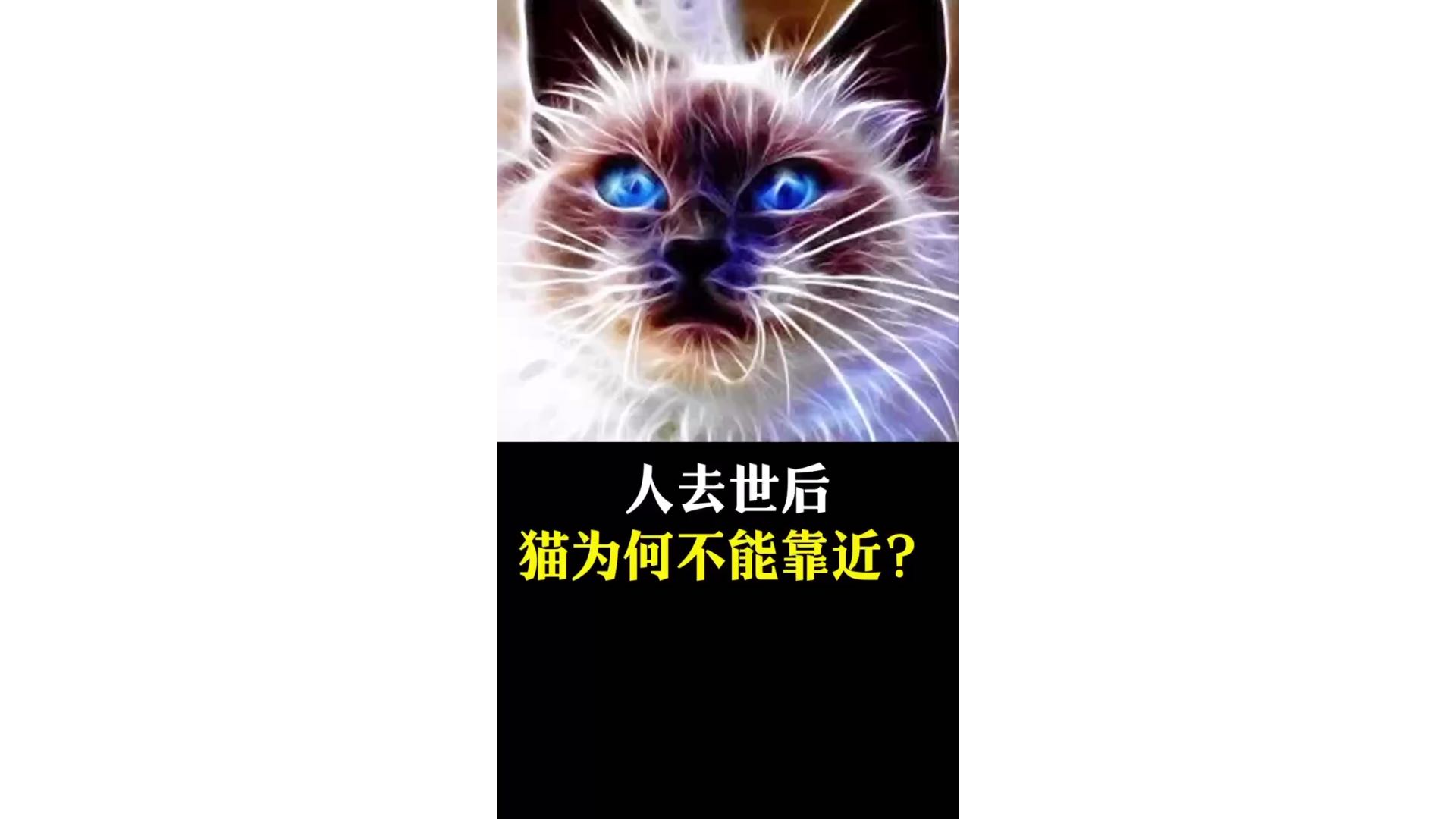 人去世后，猫为何不能靠近？