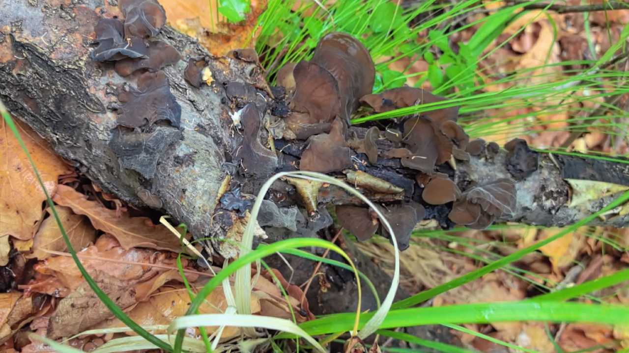 野生木耳的寻找与采摘