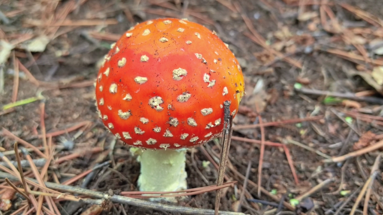 捡蘑菇的乐趣是什么