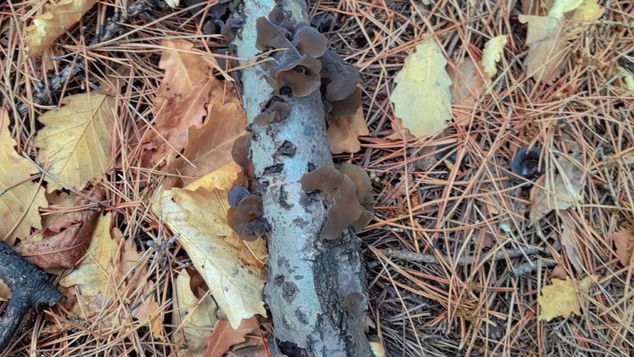 捡蘑菇采木耳的一天