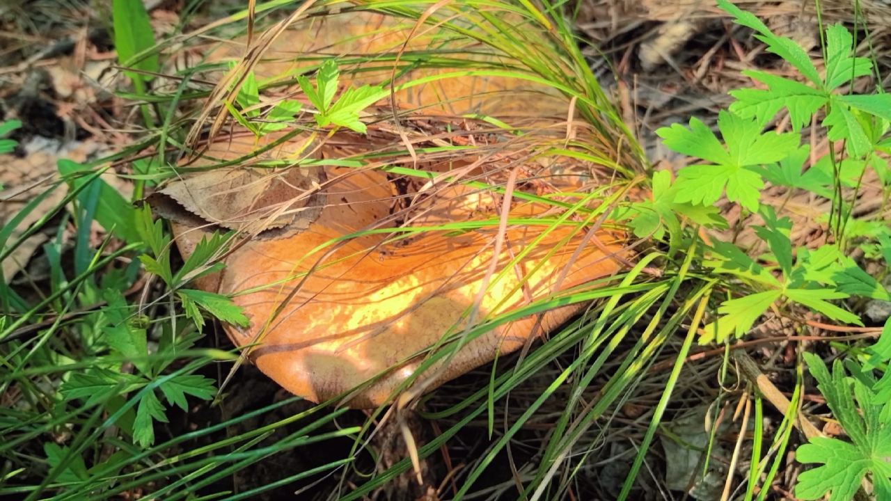 捡蘑菇的日常分享