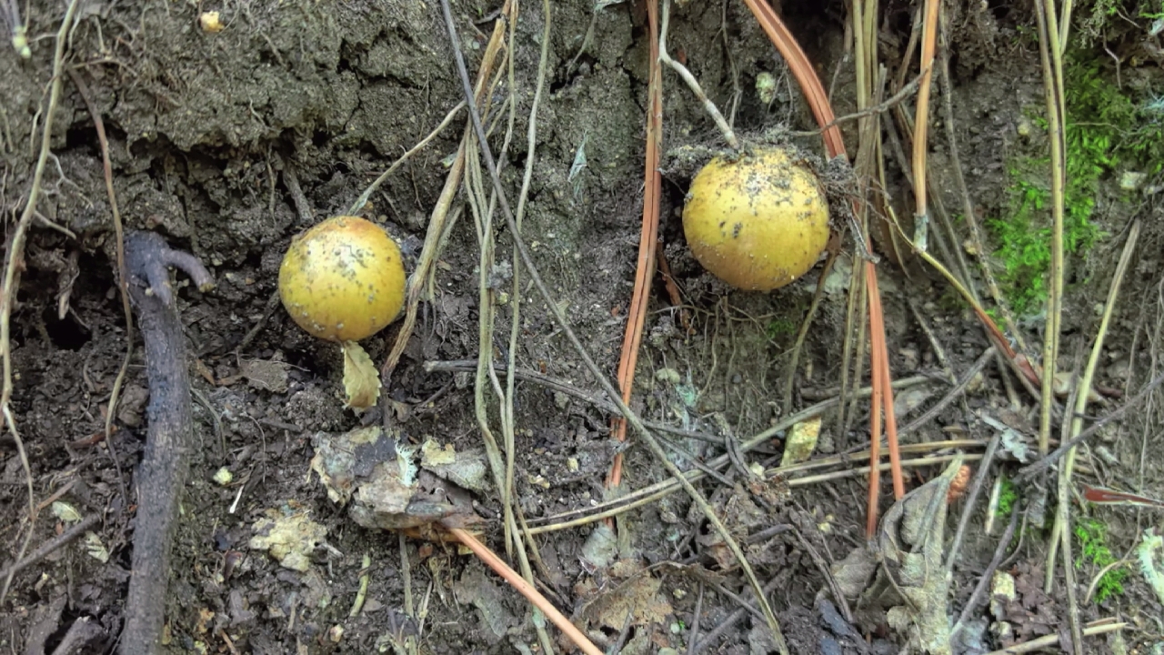坚持上山寻找蘑菇