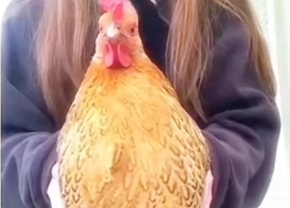 疯狂星期四，给我下个单吧，美貌如花似玉，帅气多金的板版