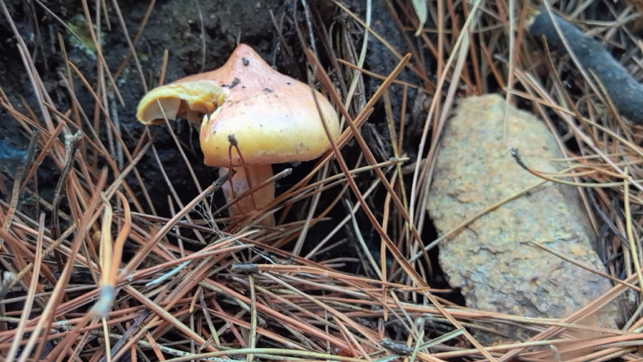 红蘑松蘑草蘑都出来了