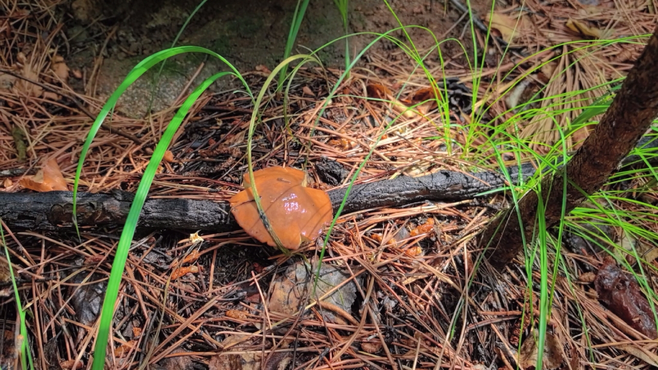 下午上山捡蘑菇去