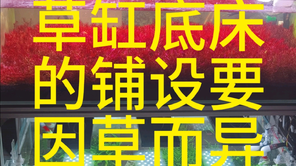 草缸底床的铺设要因草而异